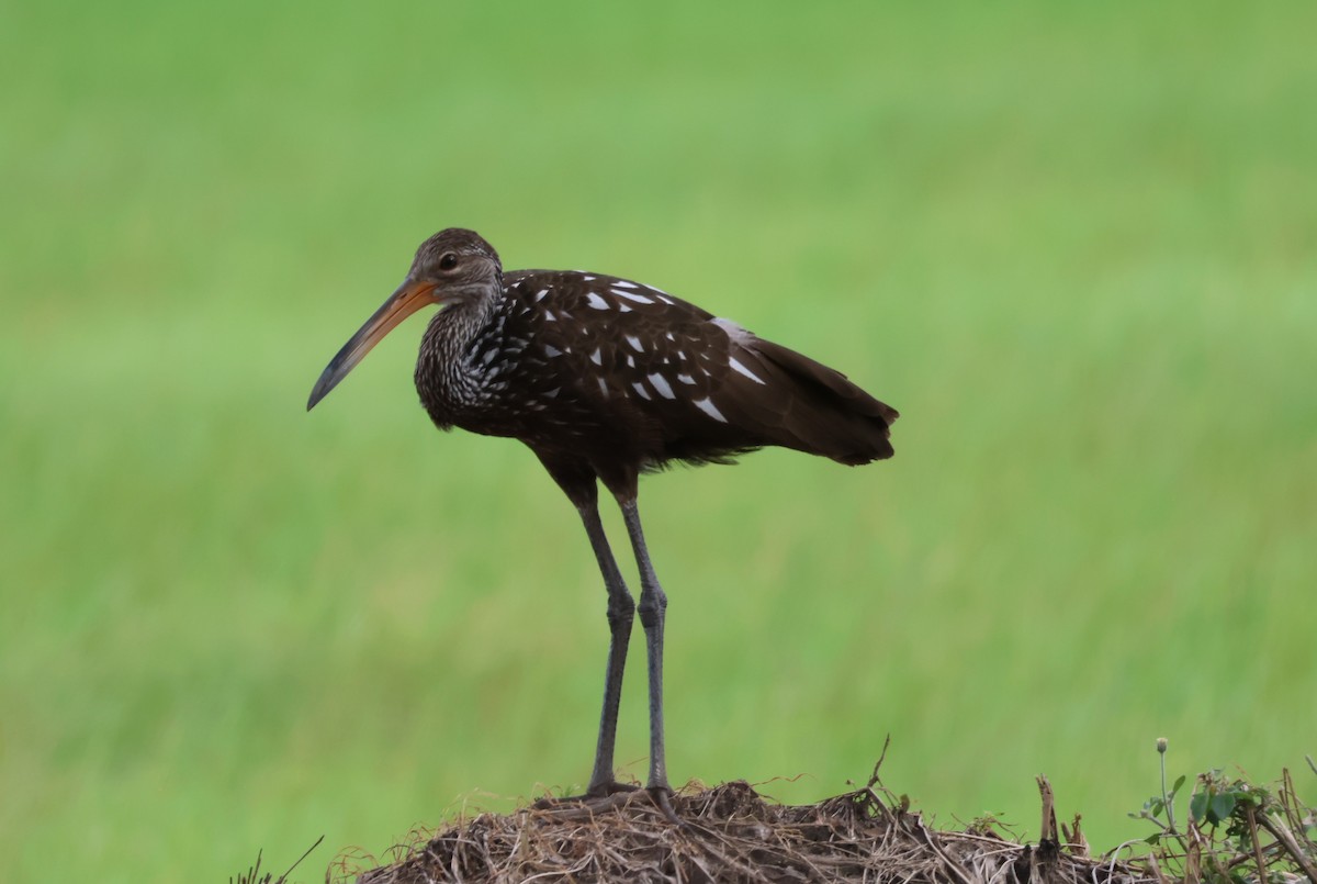 Limpkin - ML644884787