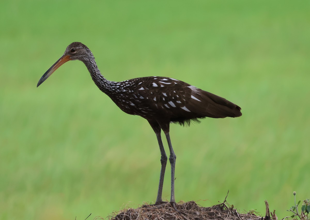 Limpkin - ML644884788