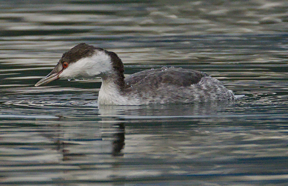 Zampullín Cuellirrojo - ML644884816