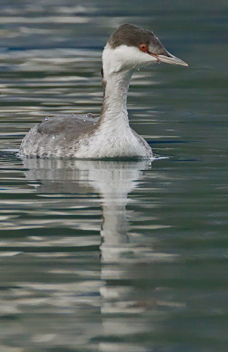 Zampullín Cuellirrojo - ML644884817