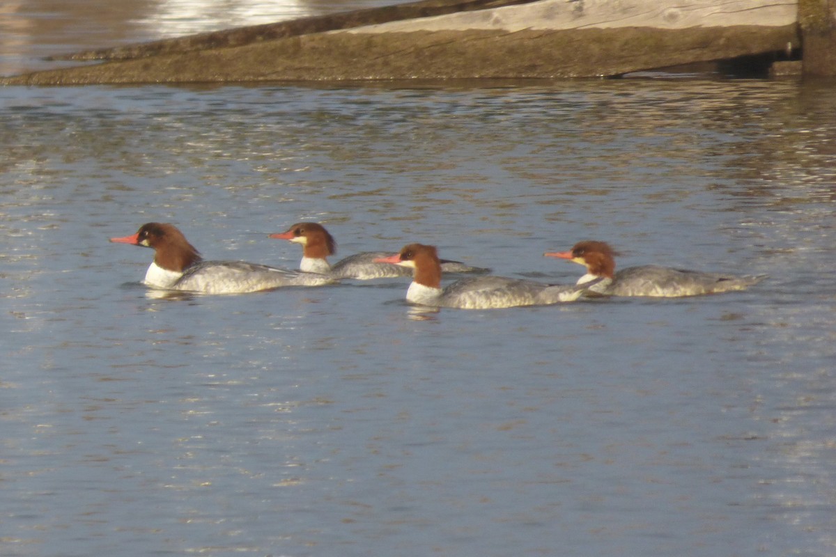 Хумхин бохио - ML644884823