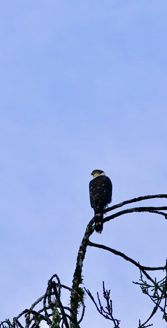 Bicolored Hawk - ML644884833