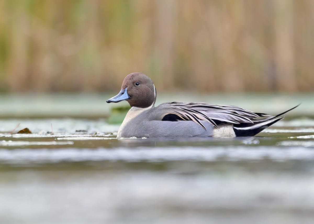 Northern Pintail - ML644884836