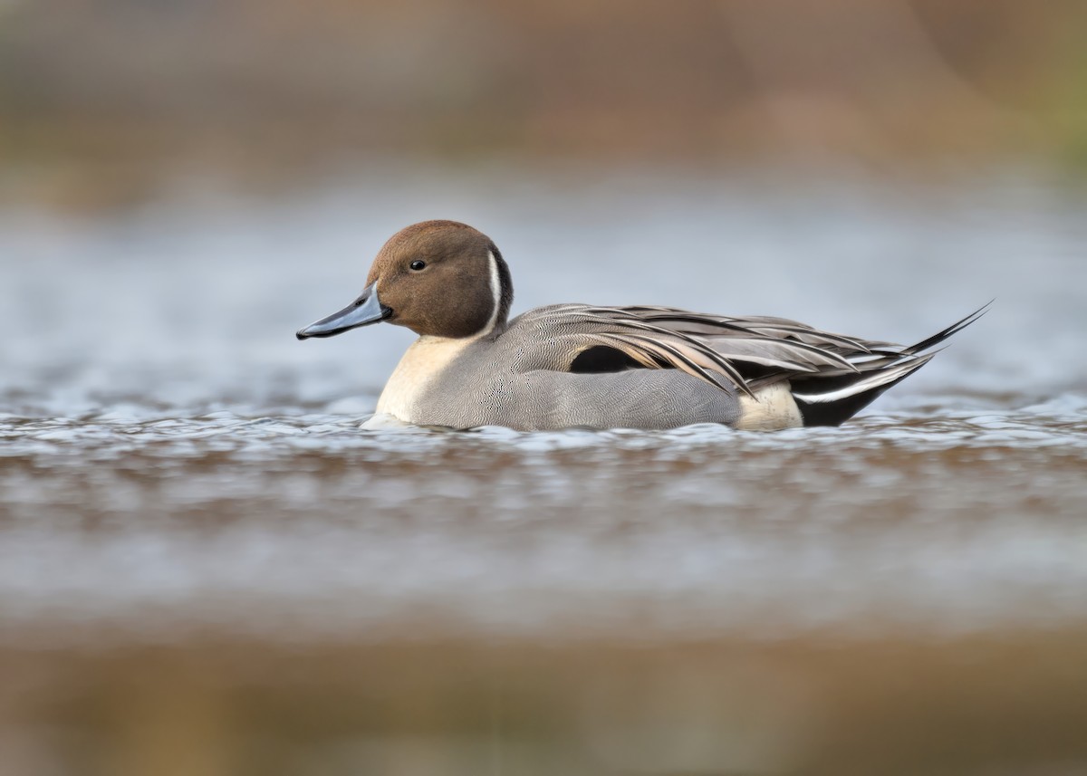 Northern Pintail - ML644884838