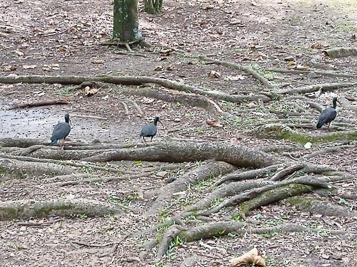 Bare-faced Ibis - ML644884839