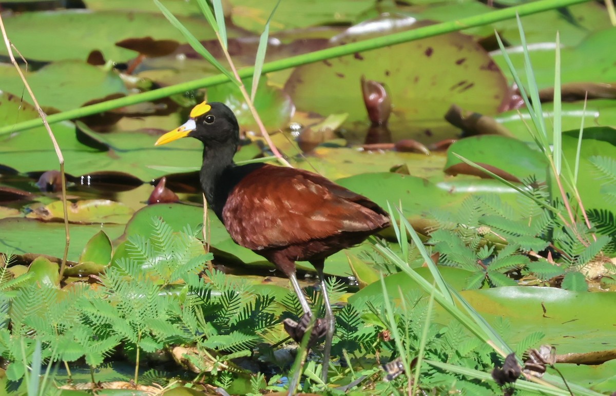 Northern Jacana - ML644884846