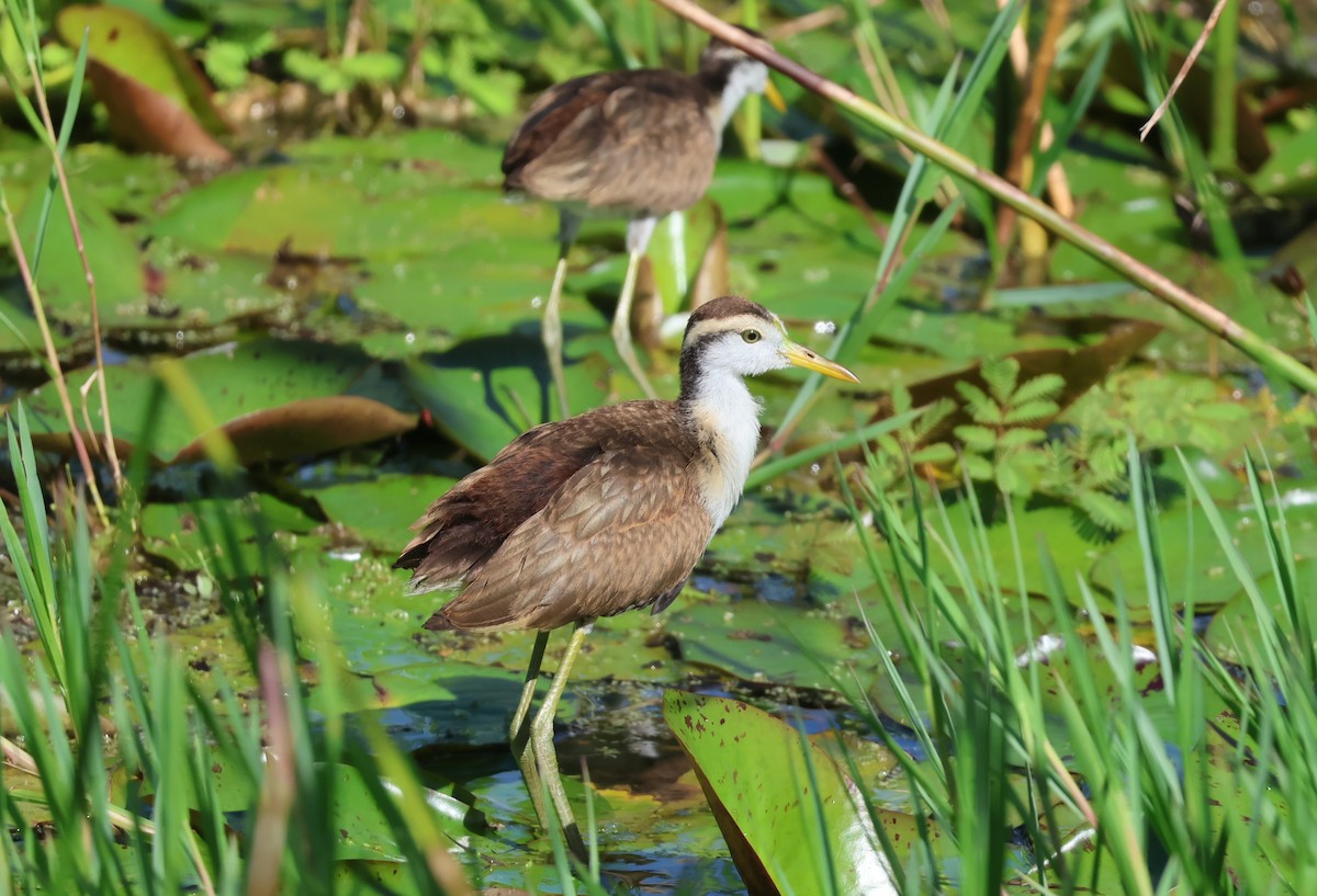 Northern Jacana - ML644884847
