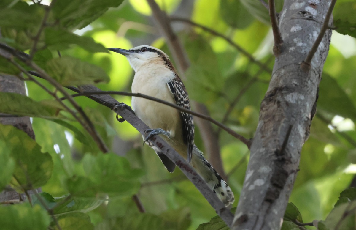 Rufous-backed Wren - ML644884861