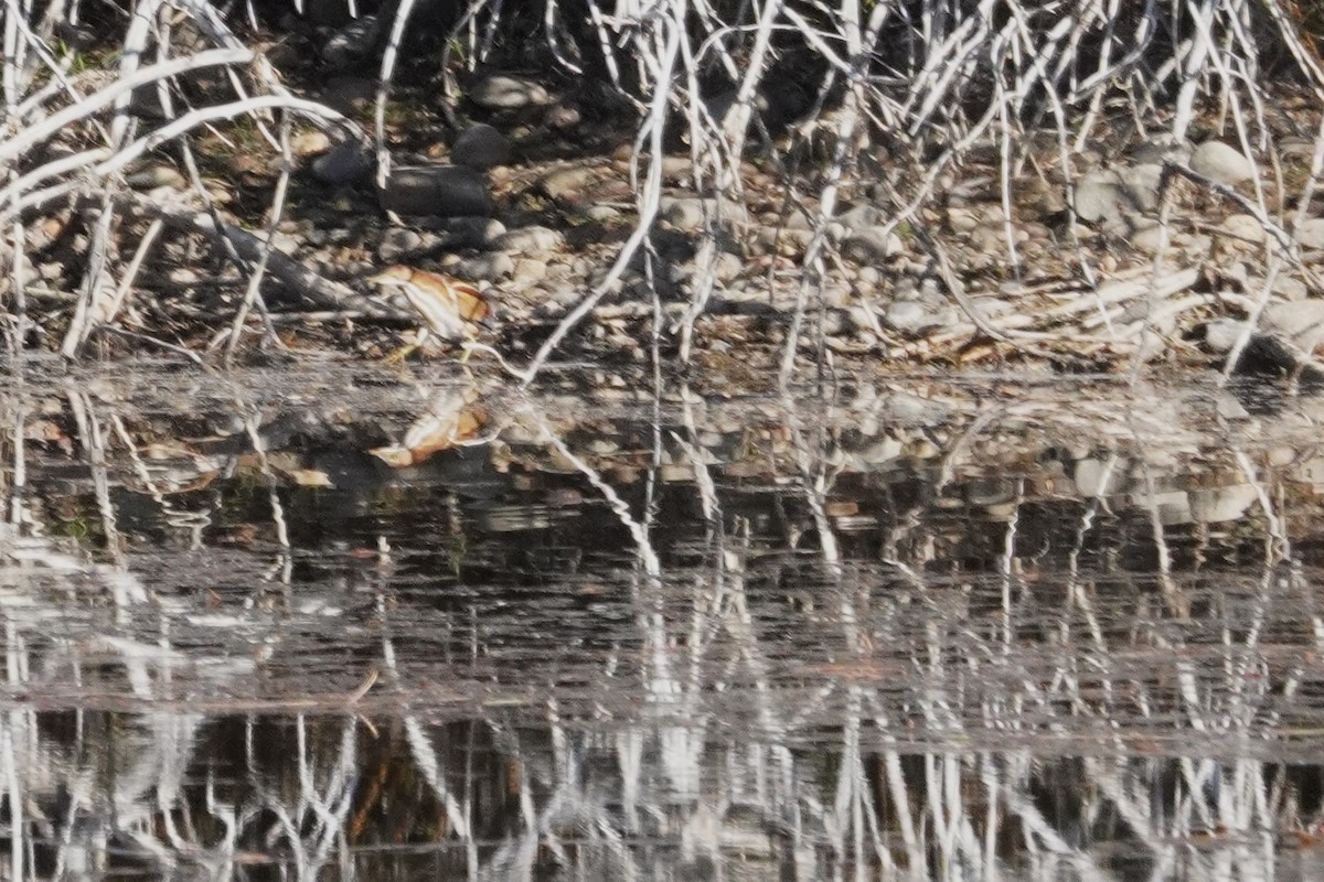 Petit Blongios - ML644884863