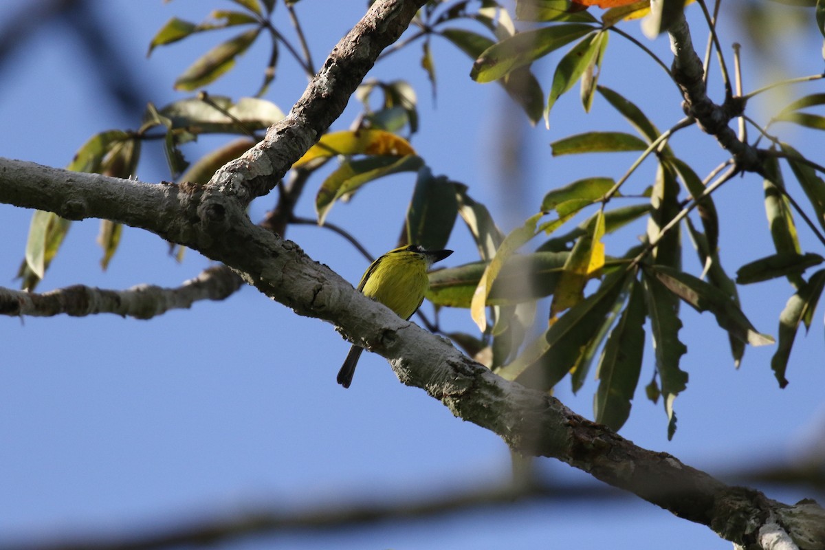 Yellow-browed Tody-Flycatcher - ML644884864