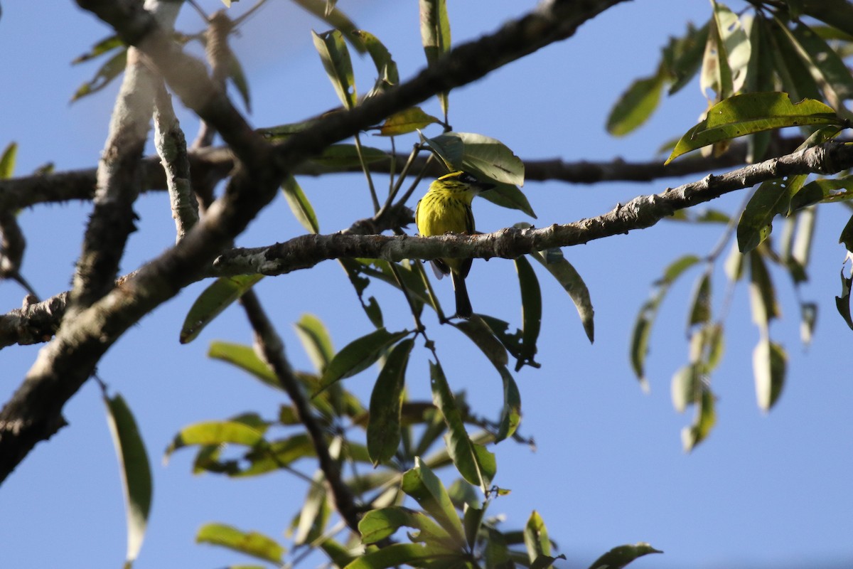 Yellow-browed Tody-Flycatcher - ML644884865