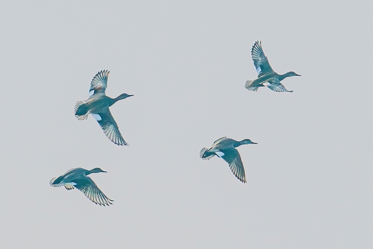 Gadwall - ML644884866