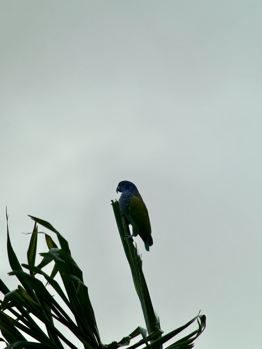 Blue-headed Parrot - ML644884872