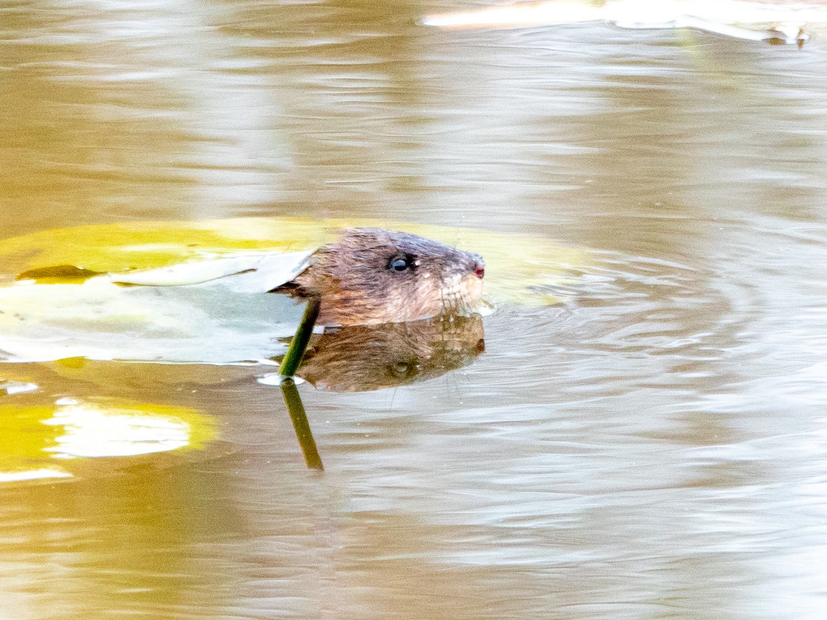 Muskrat - ML644884881