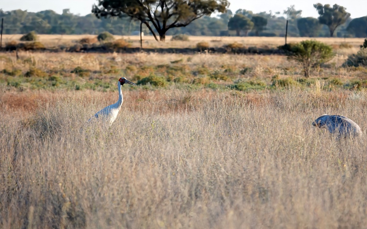 jeřáb australský - ML644884887