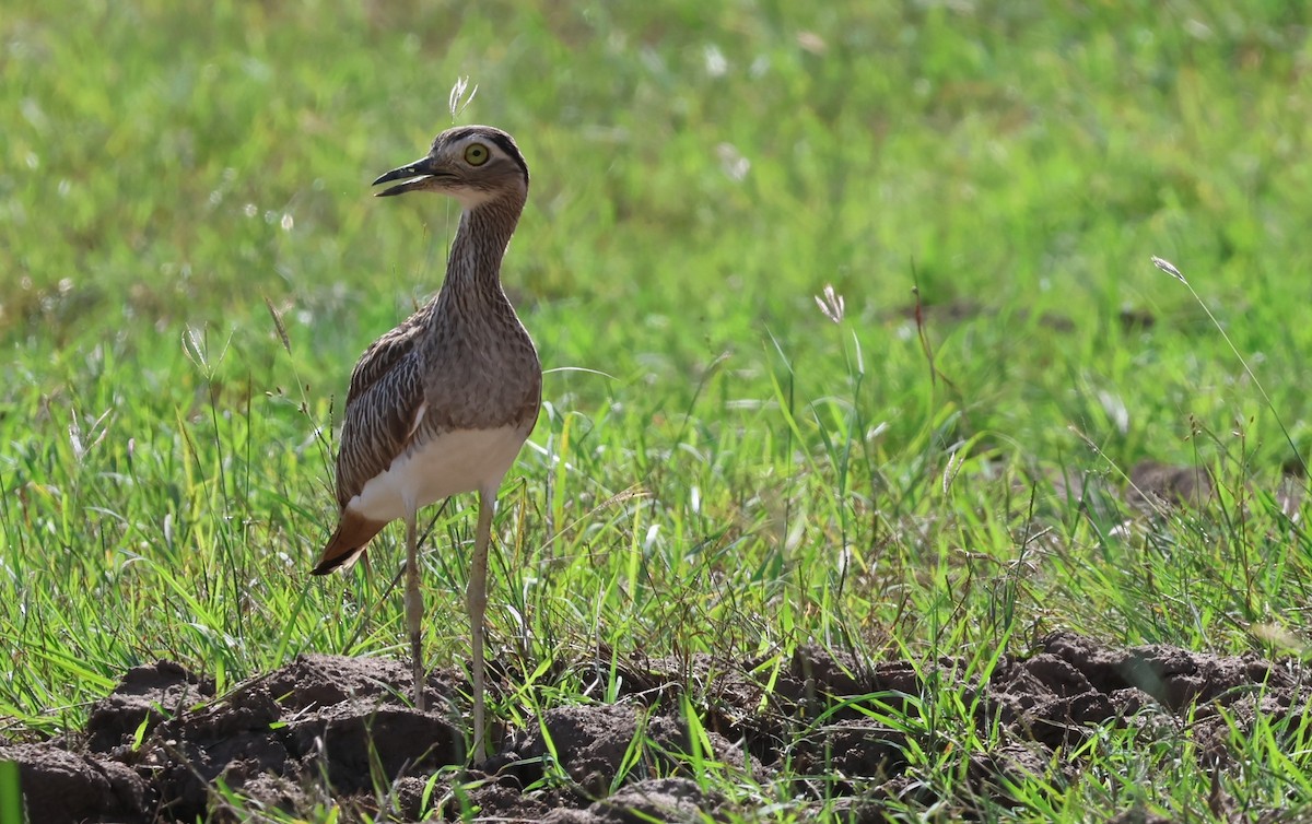 Double-striped Thick-knee - ML644884895