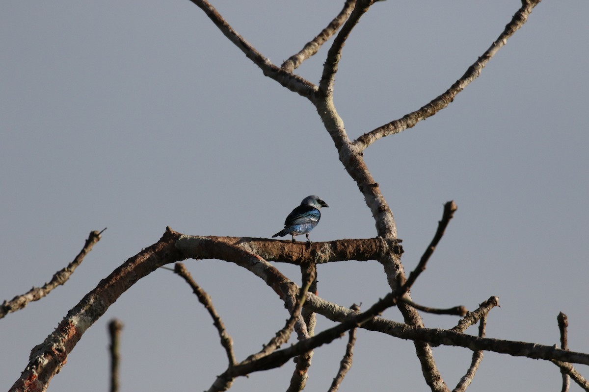 Masked Tanager - ML644884899
