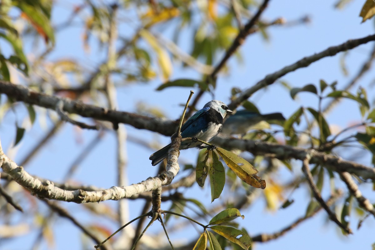 Masked Tanager - ML644884900