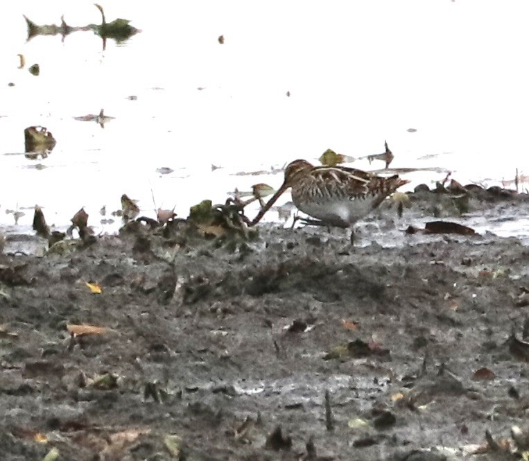 Wilson's Snipe - ML644884913