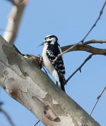 Dunenspecht - ML644884918