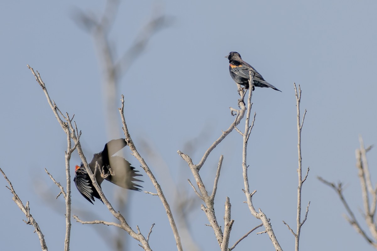 Красноплечий трупиал - ML644884933