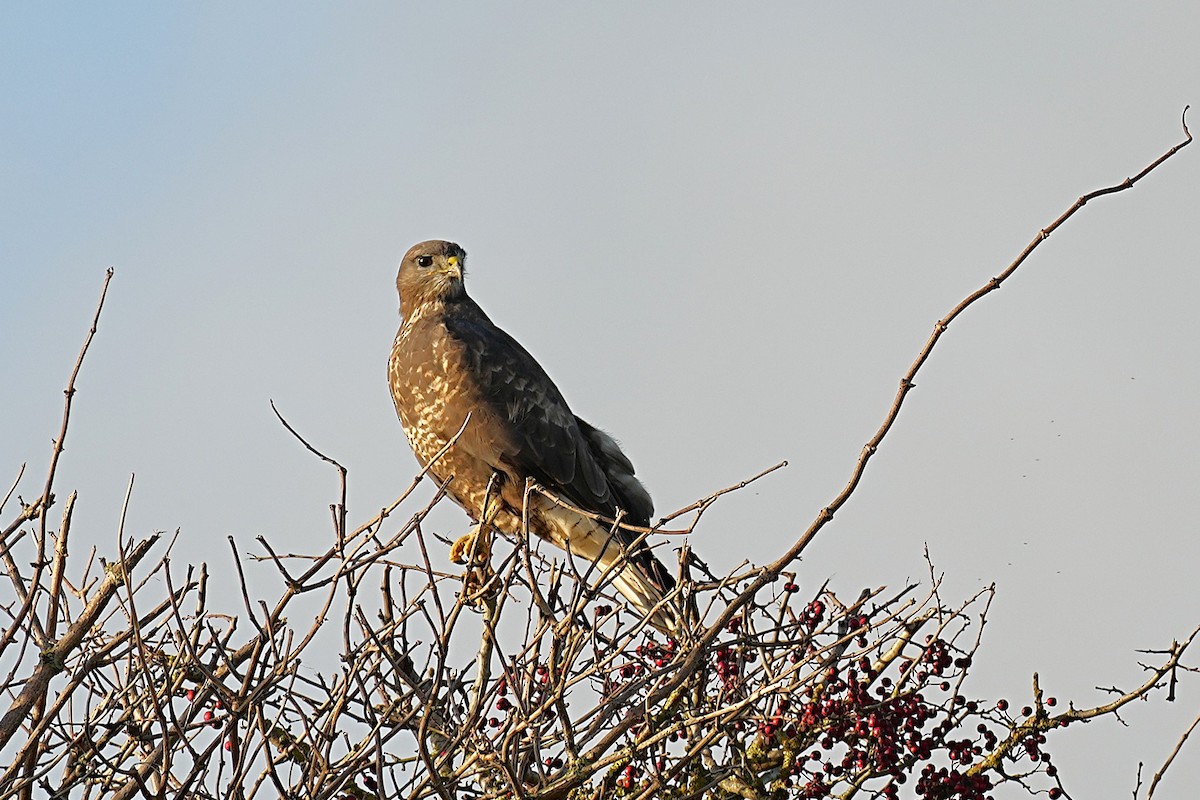 Common Buzzard - ML644884936