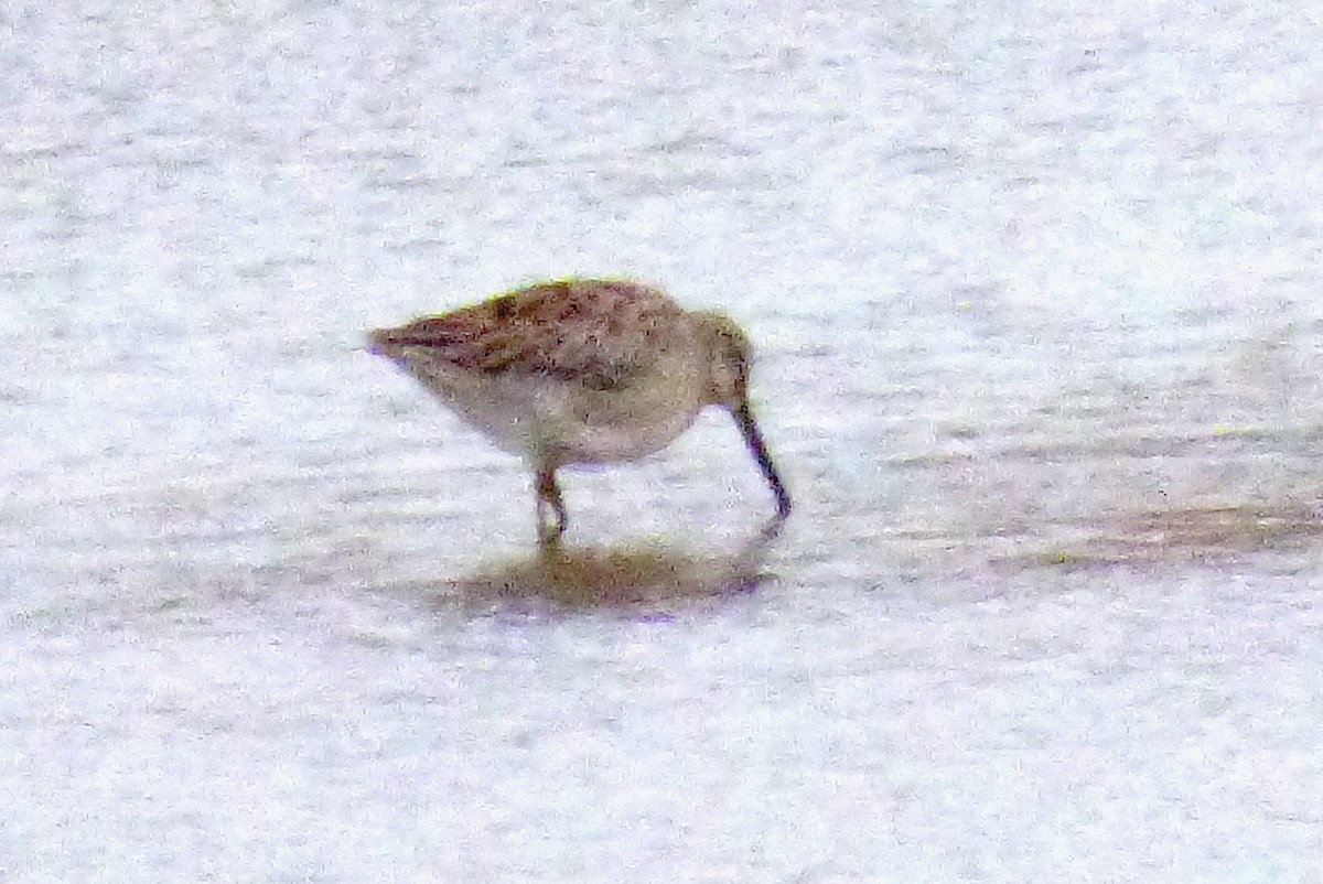 Long-billed Dowitcher - ML644884939