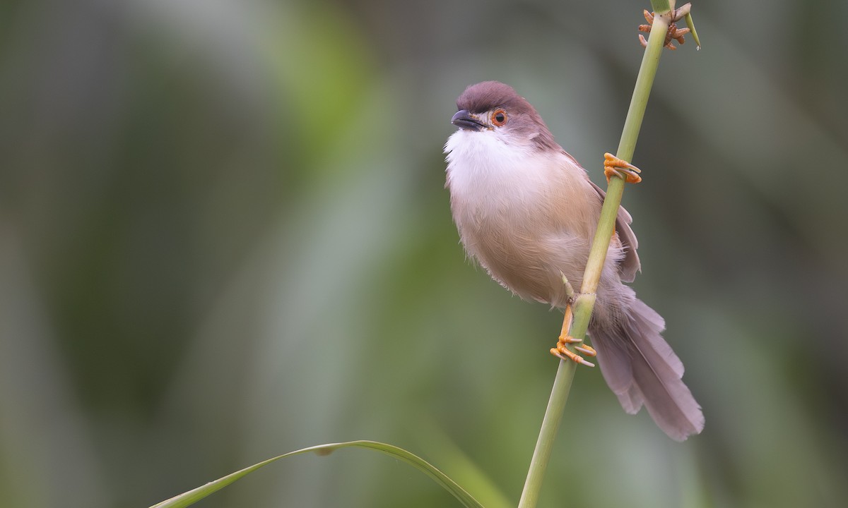 Yellow-eyed Babbler - ML644884940