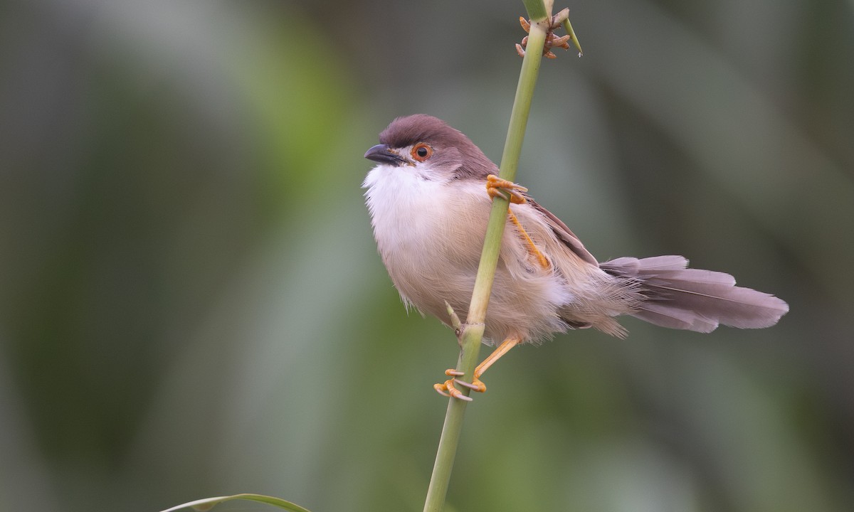 Yellow-eyed Babbler - ML644884941