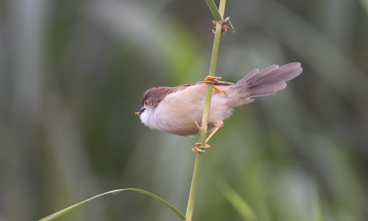 Yellow-eyed Babbler - ML644884942
