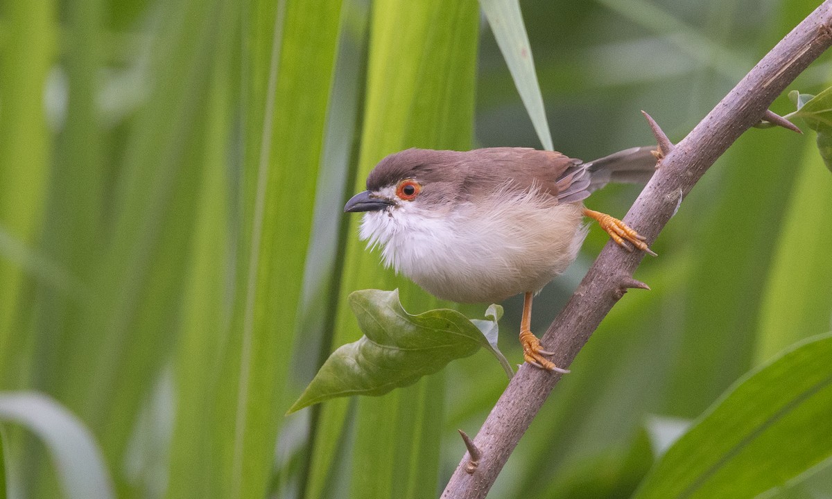 Yellow-eyed Babbler - ML644884943