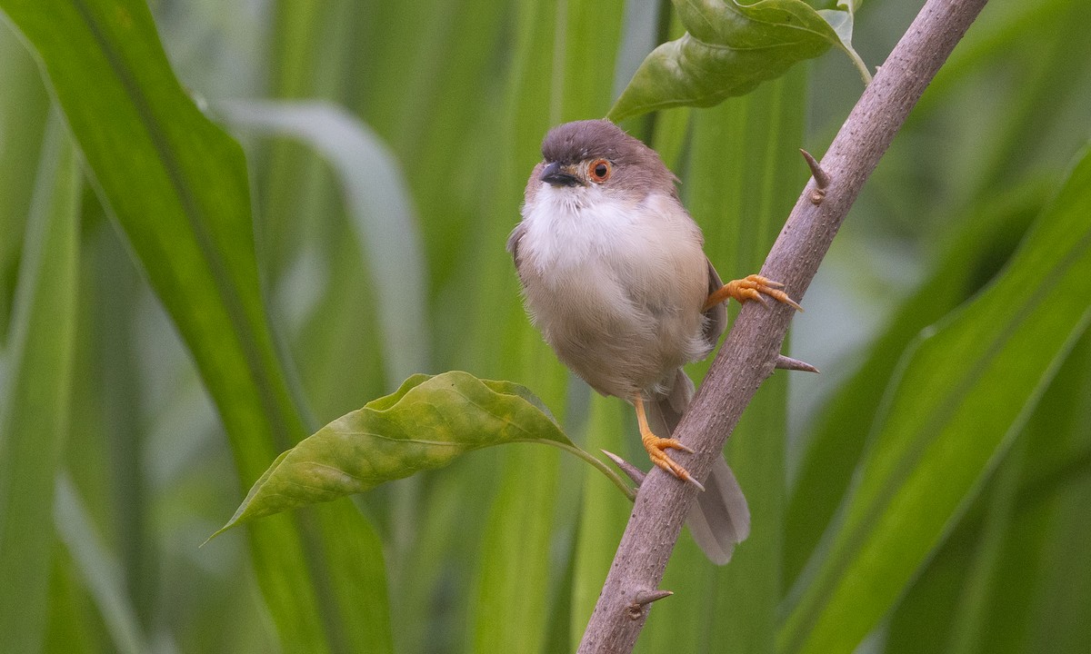 Yellow-eyed Babbler - ML644884944