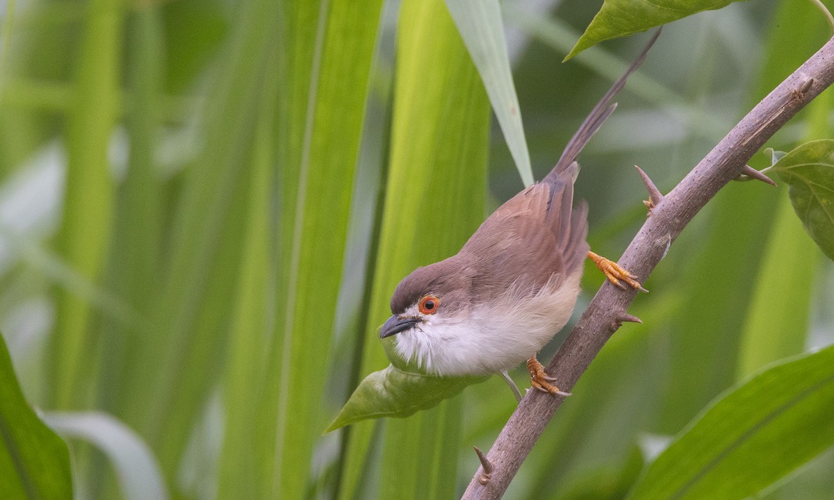 Yellow-eyed Babbler - ML644884945