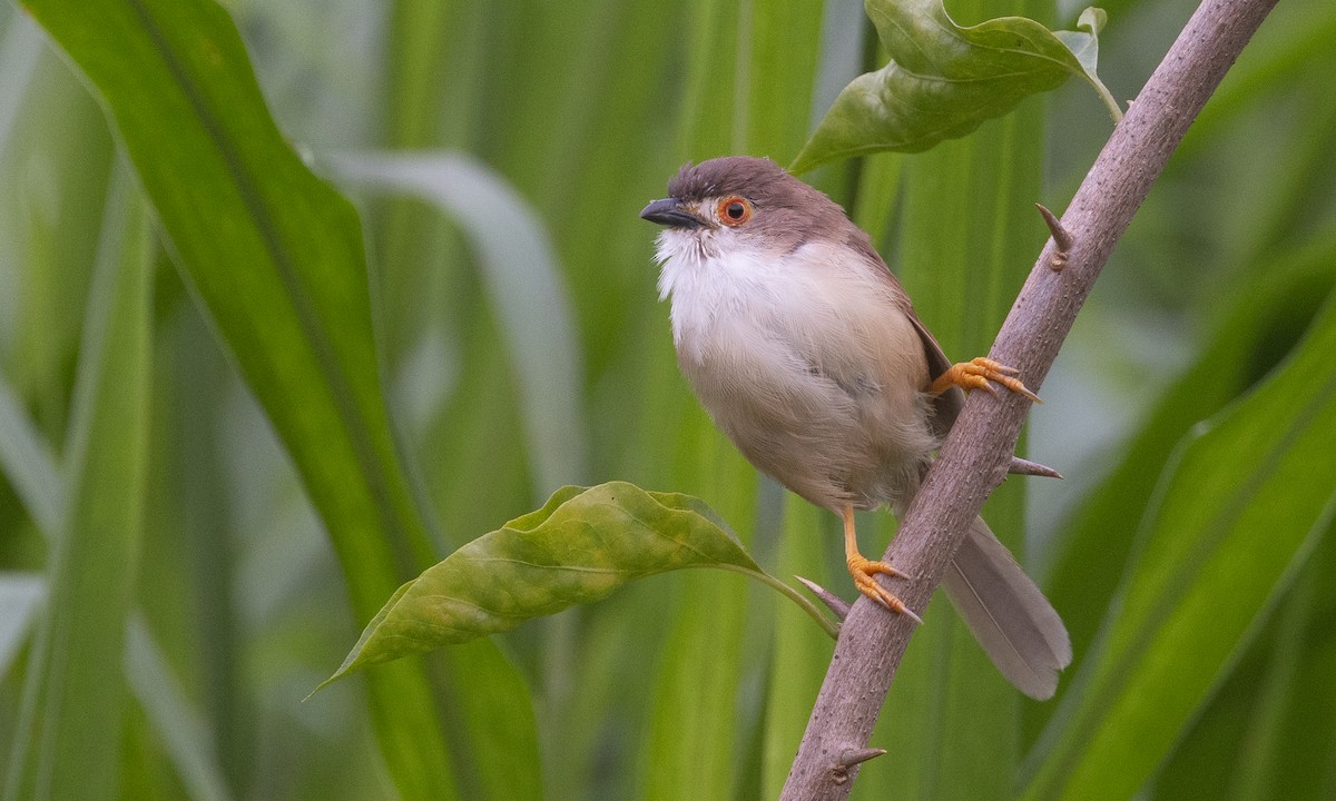 Yellow-eyed Babbler - ML644884947