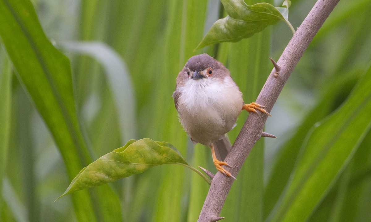 Yellow-eyed Babbler - ML644884948