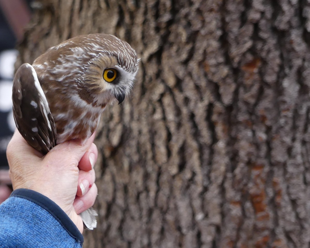 Northern Saw-whet Owl - ML644884962