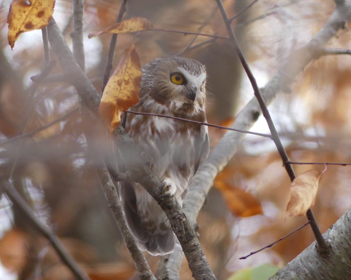 Northern Saw-whet Owl - ML644884963