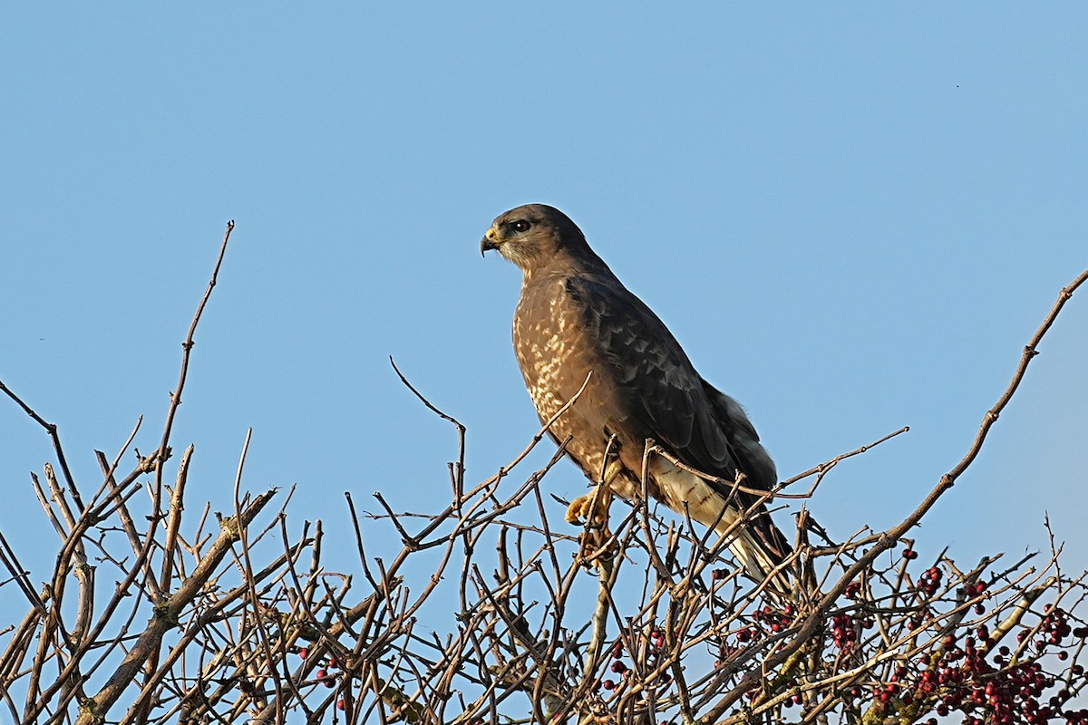 Common Buzzard - ML644884967