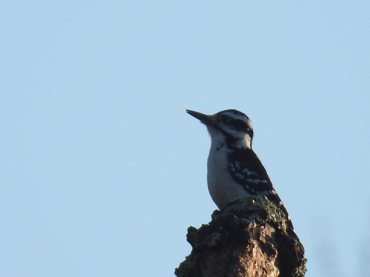 Dunenspecht - ML644884970