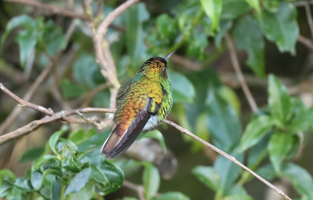 Coppery-headed Emerald - ML644884972