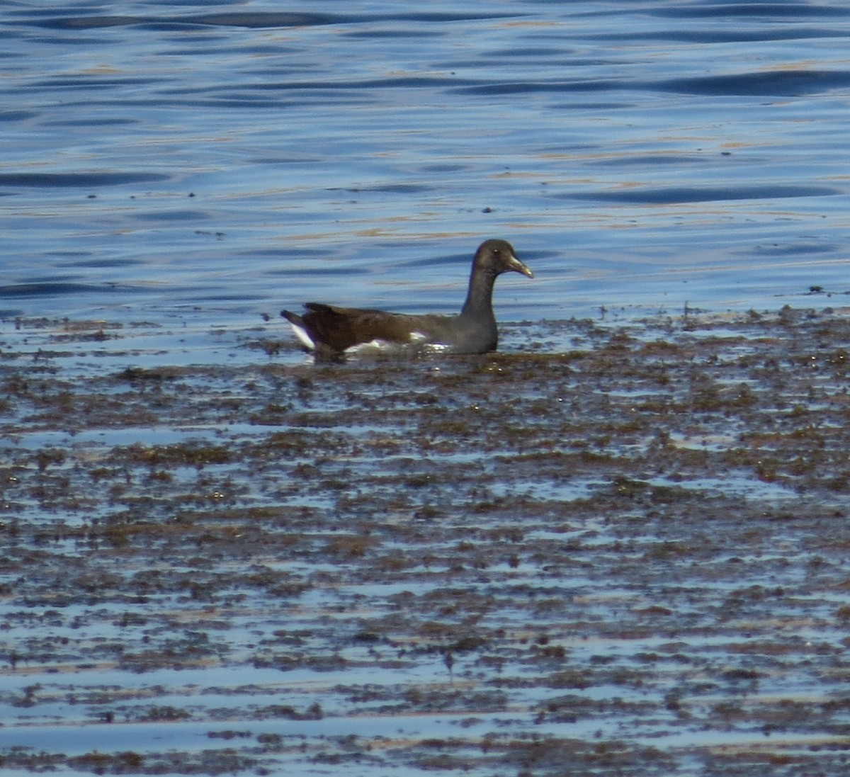 Common Gallinule - ML644884973