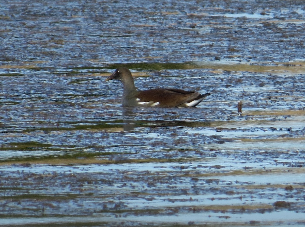 Common Gallinule - ML644884974