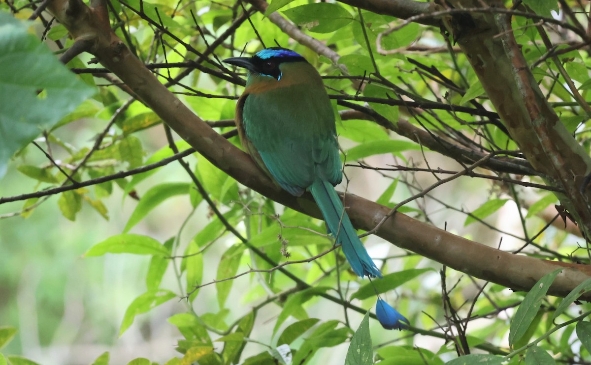 Lesson's Motmot - ML644884987