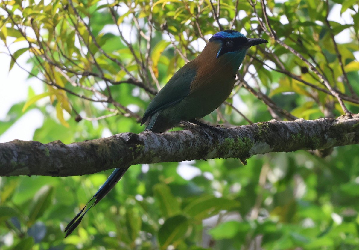 Lesson's Motmot - ML644884988