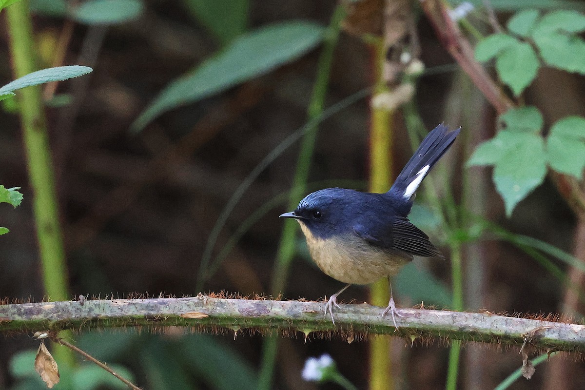 Slaty-blue Flycatcher - ML644884990