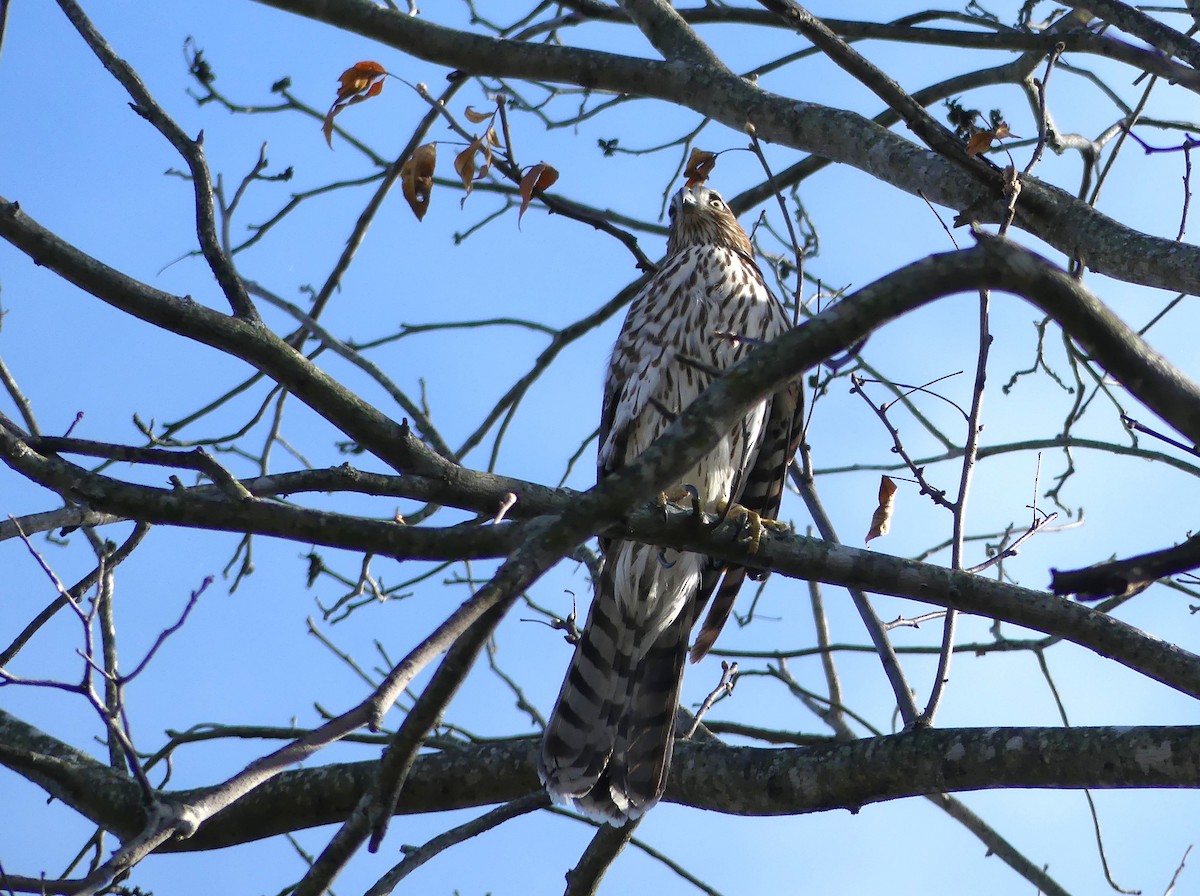Cooper's Hawk - ML644884991