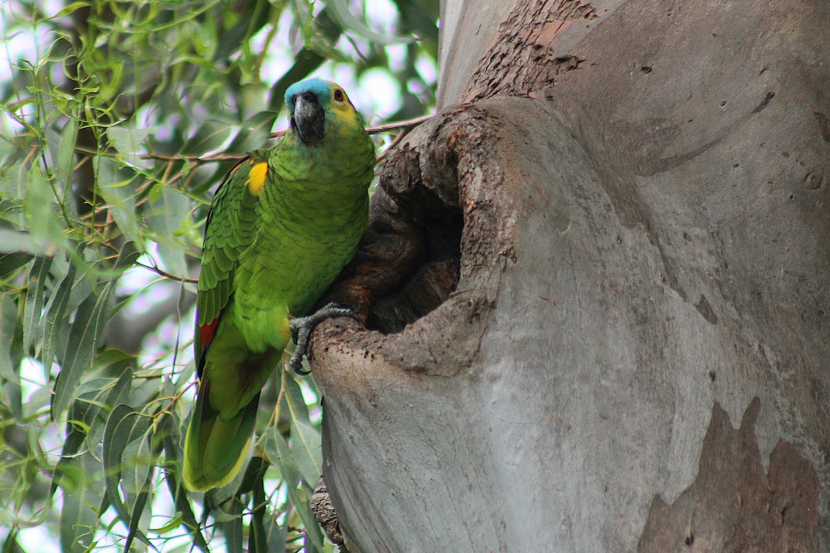 Turquoise-fronted Amazon - ML644884992