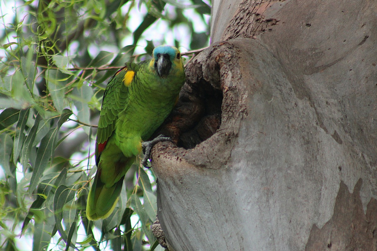 Turquoise-fronted Amazon - ML644884993