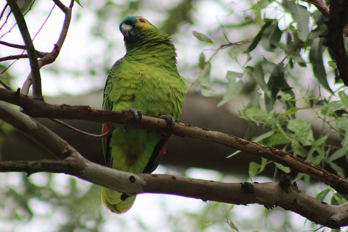 Turquoise-fronted Amazon - ML644884994