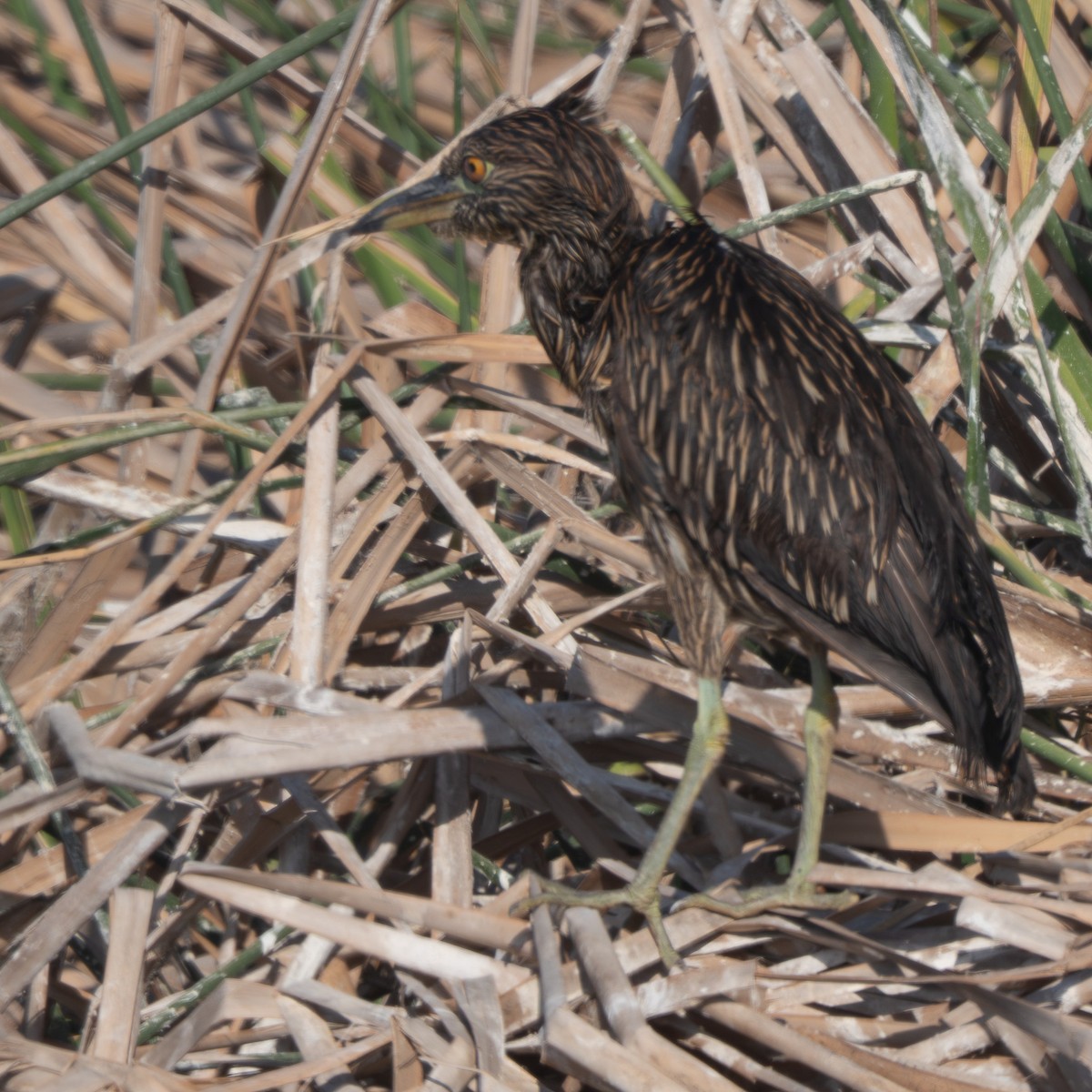 Amiltxori arrunta - ML644885003